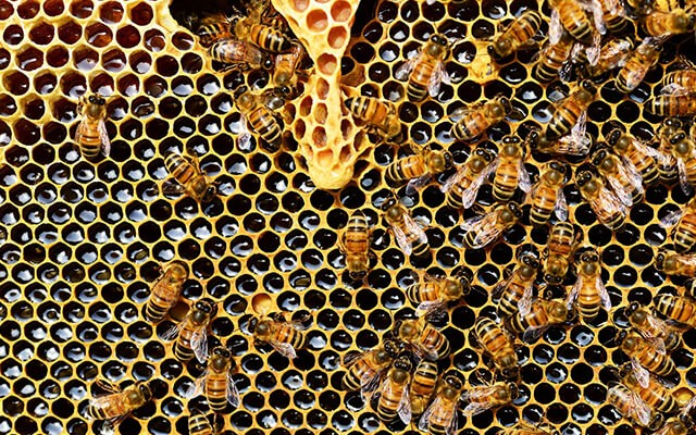 Včelárska paseka a skanzen-img
