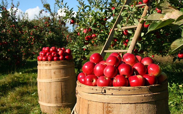 Jablkové hodovanie-img